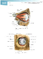 Sobotta Atlas of Human Anatomy  Head,Neck,Upper Limb Volume1 2006, page 367